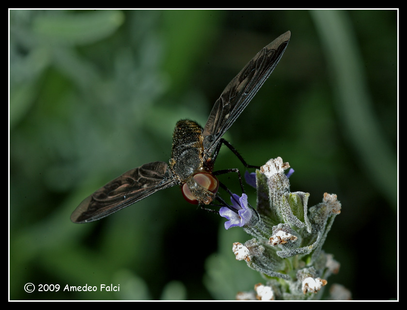 Heteralonia megerlei (Bombyliidae)